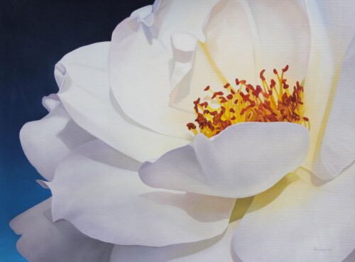 Signed Oil Painting of a White Rose, 'Illuminated Corolla' Signed Oil Painting of a White Rose, 'Illuminated Corolla'