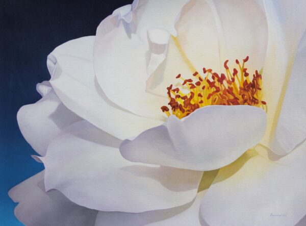 Signed Oil Painting of a White Rose, 'Illuminated Corolla'