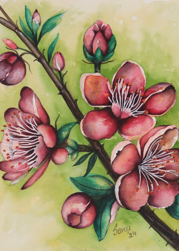 Watercolor Painting of a Branch with Cherry Blooms and Buds, 'Cherry Blossom Dreams'